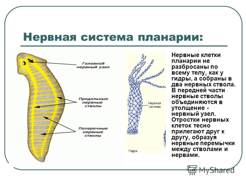 Darknet ссылки