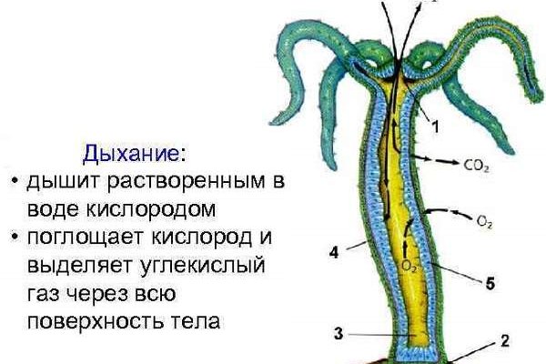 Tor зеркала